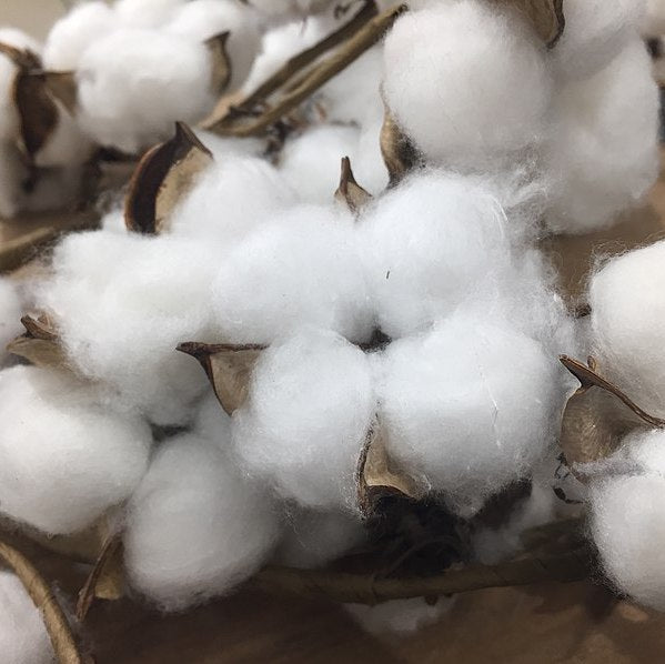 Cotton